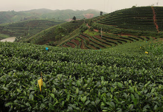 Как изготавливают зеленый чай. Этапы производства зеленого чая